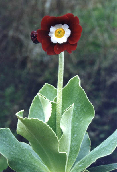 Primula x pubescens hybrids () photo